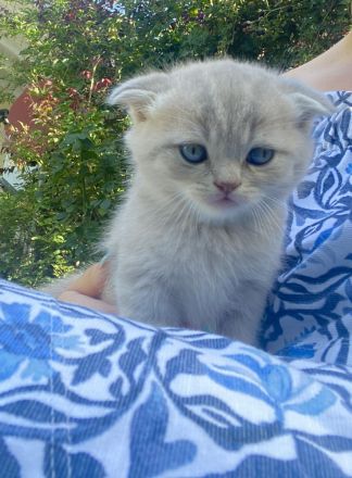 BKH - Kitten, Kätzchen