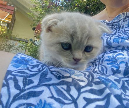 BKH - Kitten, Kätzchen