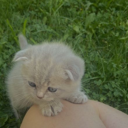 BKH - Kitten, Kätzchen