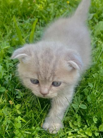 BKH - Kitten, Kätzchen