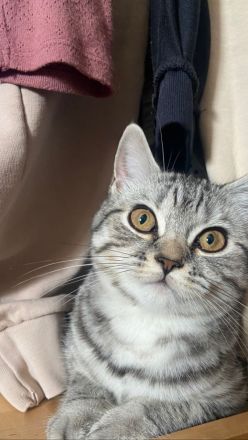 BKH Britisch Kurzhaar