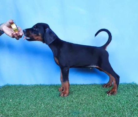 Dobermann welpen
