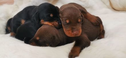 Dobermann welpen