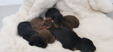 Dobermann welpen