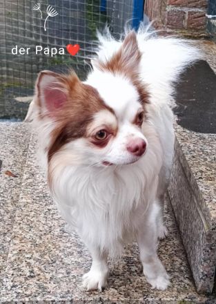 Ein Chihuahua Bub in seltenen huskyfarben