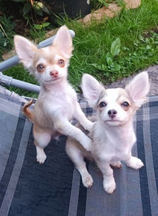 Ein Chihuahua Bub in seltenen huskyfarben