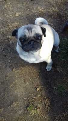 Mops zu verkaufen 4 Monate