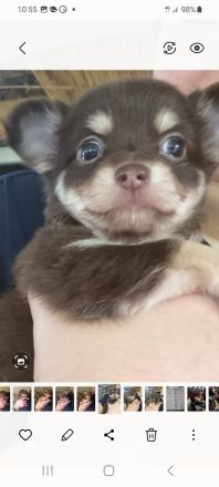 Chihuahua Welpen