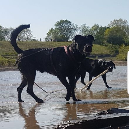 Cane Corso x Malionois