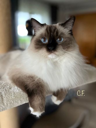 Ragdolls vom Heißen Bäumchen