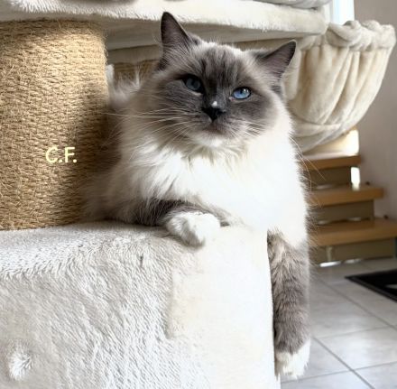 Ragdolls vom Heißen Bäumchen
