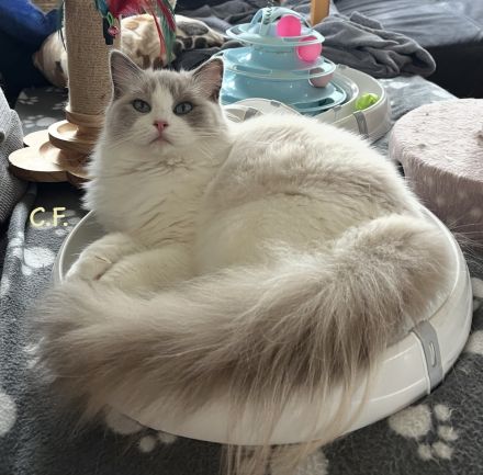 Ragdolls vom Heißen Bäumchen