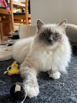Ragdolls vom Heißen Bäumchen