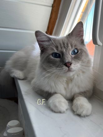 Ragdolls vom Heißen Bäumchen