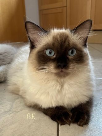 Ragdolls vom Heißen Bäumchen