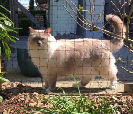 Ragdolls vom Heißen Bäumchen