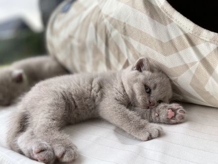 Britisch Kurzhaar BKH Kitten Käzchen mit Stammbaum