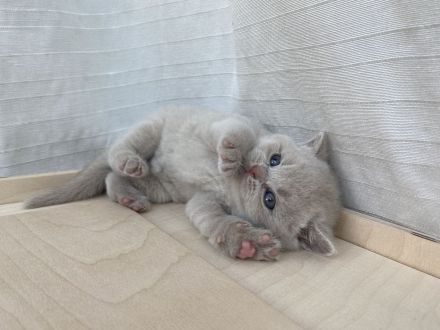 Britisch Kurzhaar BKH Kitten Käzchen mit Stammbaum