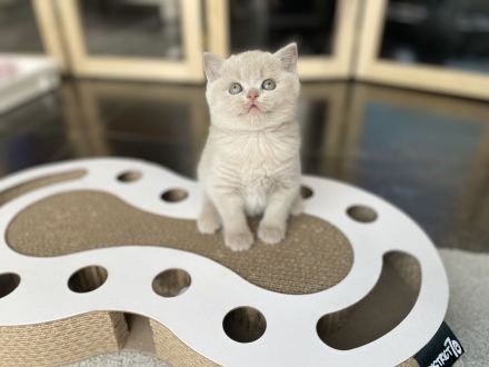 Britisch Kurzhaar BKH Kitten Käzchen mit Stammbaum