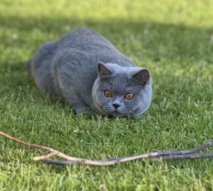 Britisch Kurzhaar BKH Kitten Käzchen mit Stammbaum