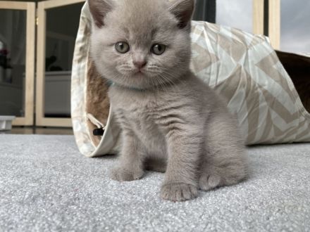 Britisch Kurzhaar BKH Kitten Käzchen mit Stammbaum