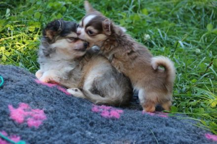 Chihuahua Welpen mit Ahnentafel