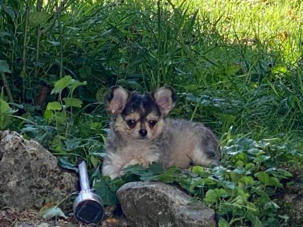 Chihuahua Welpen mit Ahnentafel