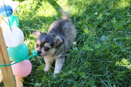 Chihuahua Welpen mit Ahnentafel
