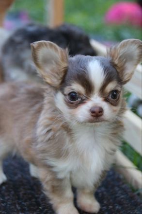 Chihuahua Welpen mit Ahnentafel