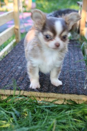 Chihuahua Welpen mit Ahnentafel