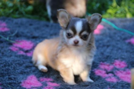Chihuahua Welpen mit Ahnentafel
