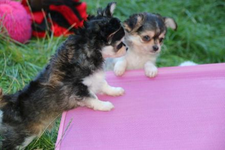 Chihuahua Welpen mit Ahnentafel