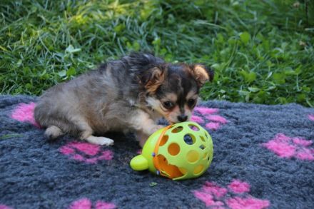 Chihuahua Welpen mit Ahnentafel