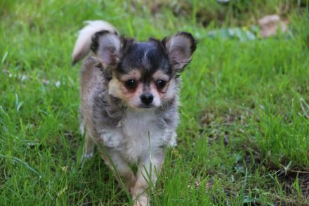 Chihuahua Welpen mit Ahnentafel