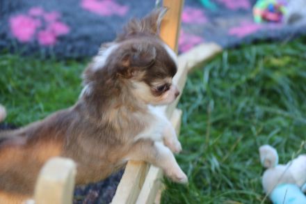 Chihuahua Welpen mit Ahnentafel