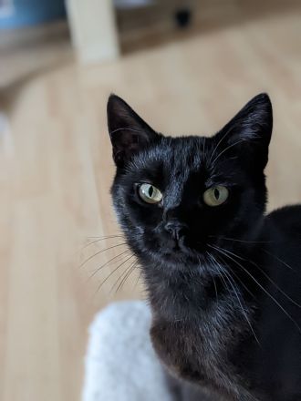 Katzen Geschwisterpaar