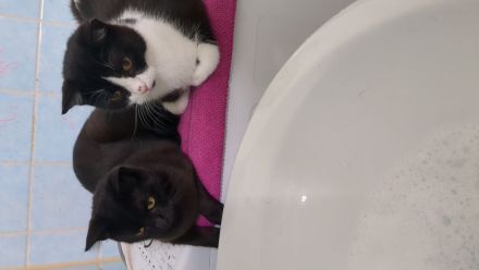 Katzen Geschwisterpaar