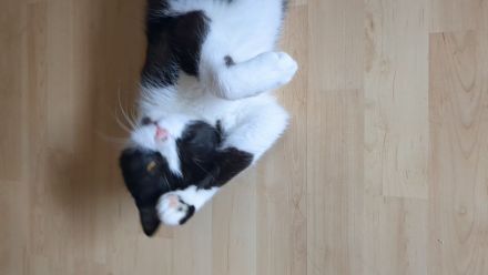 Katzen Geschwisterpaar