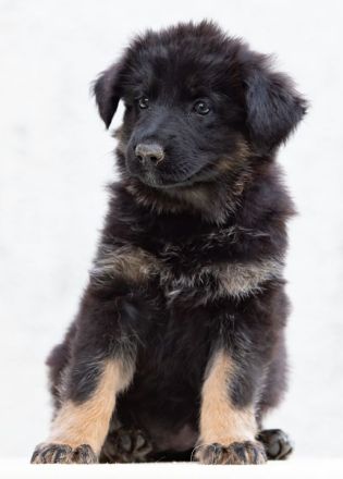 Deutscher Schäferhund Langhaar