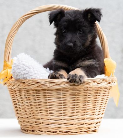 Deutscher Schäferhund Langhaar