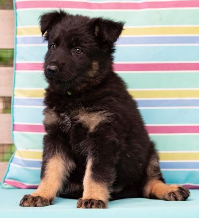 Deutscher Schäferhund Langhaar