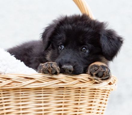 Deutscher Schäferhund Langhaar