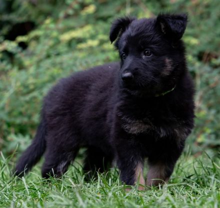 Deutscher Schäferhund Langhaar