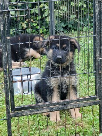 Deutsche Schäferhund Welpen