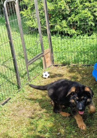 Deutsche Schäferhund Welpen