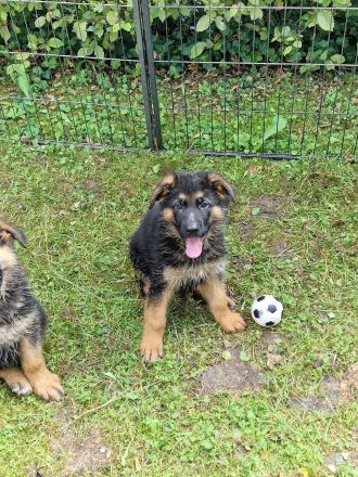 Deutsche Schäferhund Welpen