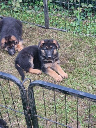 Deutsche Schäferhund Welpen
