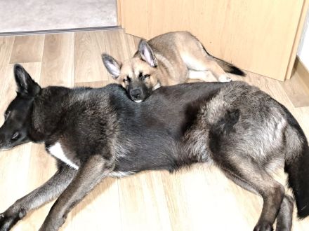 Wunderschöne Kleine Prinzessin Luna