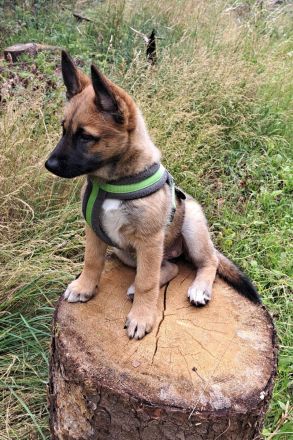 Wunderschöne Kleine Prinzessin Luna