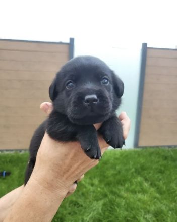 Süße Labrador Welpen